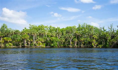 Discover the 15 Largest Rivers in Florida - A-Z Animals