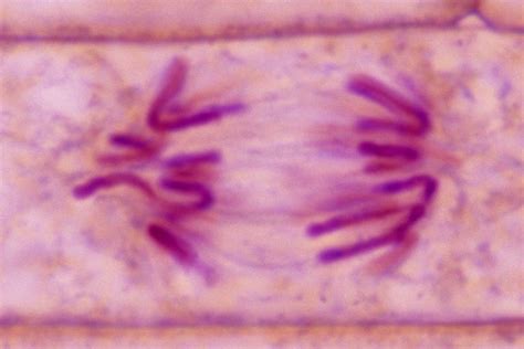 The Stages of Mitosis and Cell Division