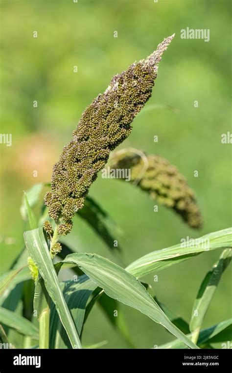 Setaria italica 'Hylander', Foxtail Millet. Ornamental millet Stock ...