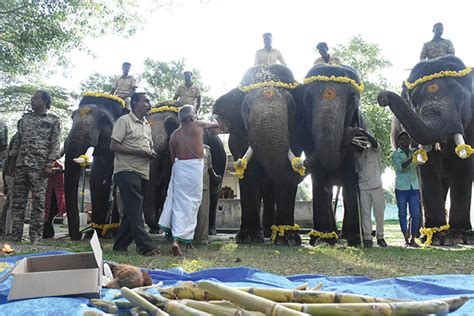 Second batch of five Dasara elephants arrive at Mysore Palace - Star of ...