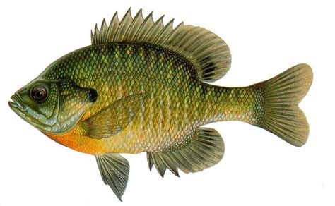 Wisconsin Fish (Drawings) Flashcards | Crappie fishing, Bluegill, Aquaponics fish