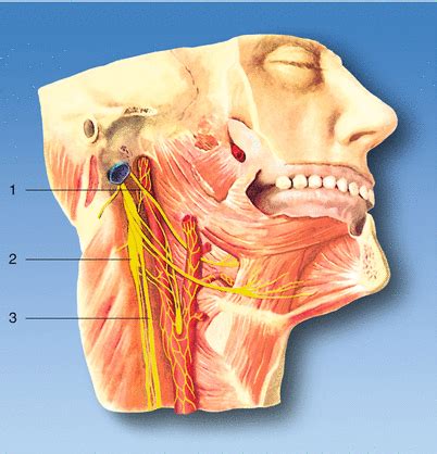 Superior Cervical Ganglion Block | SpringerLink