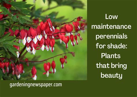 Low maintenance perennials for shade: Plants that bring beauty - Gardening News Paper