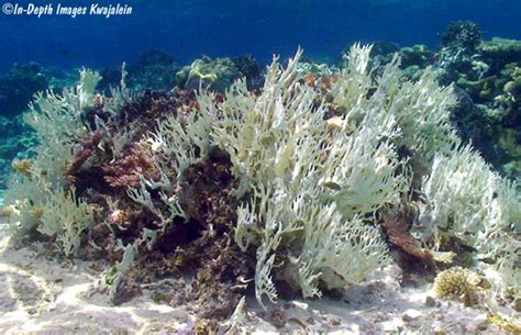 bleaching Millepora