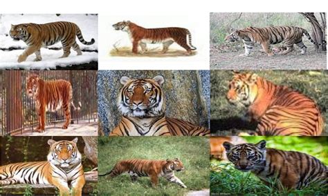 Types Of Tiger Species