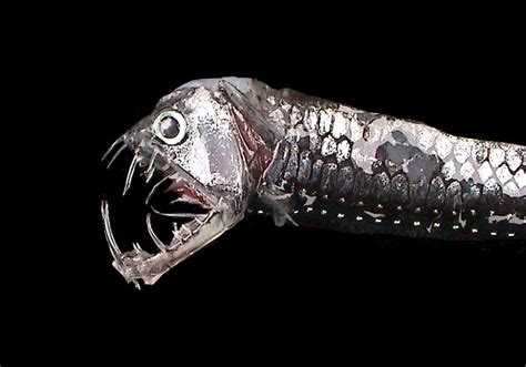 Viperfish - Alchetron, The Free Social Encyclopedia