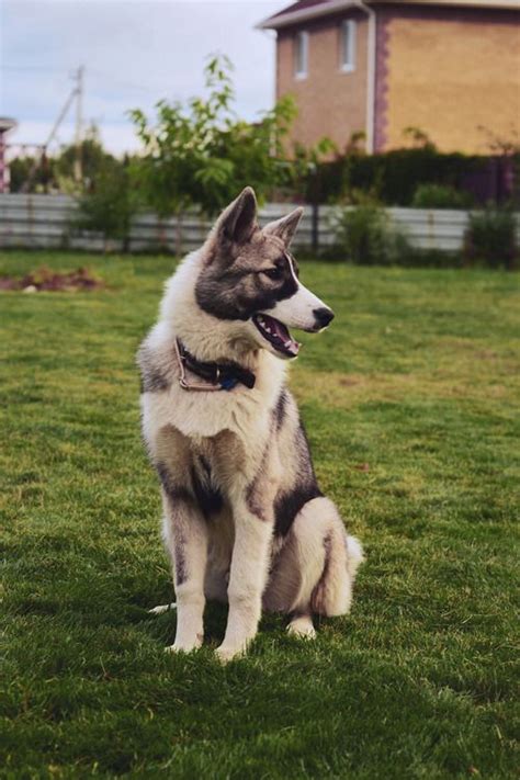 Akita/Siberian Husky Mix. dogsandpupsdaily Akita Puppies, Dogs And ...