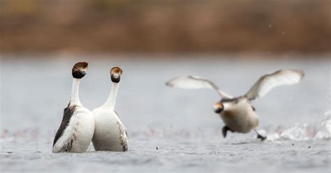 Standing Guard: Saviours of the hooded grebe | Conservation | Earth Touch News