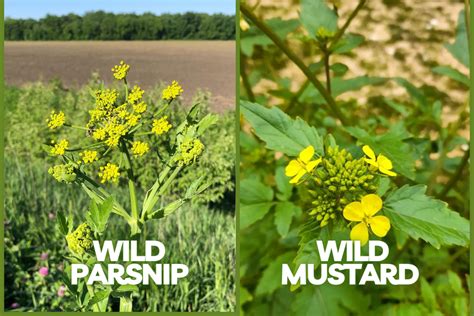 Wild Parsnip Vs. Wild Mustard - Caution! [6 Ways to Tell The Difference]