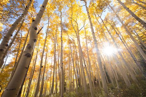 Pando: The largest organism on Earth is dying