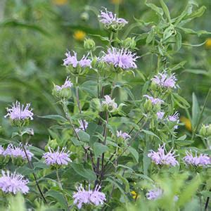 Wild Bergamot | Illinois Pollinators