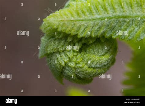 The fiddlehead fern is edible and highly desirable Stock Photo - Alamy