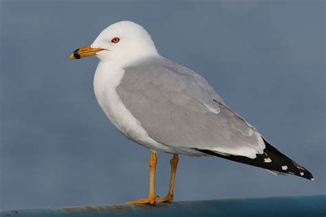 Ring-billed Gull "Larus delawarensis" | Boreal Songbird Initiative