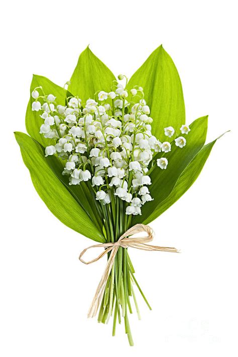 Lily-of-the-valley Bouquet Photograph by Elena Elisseeva