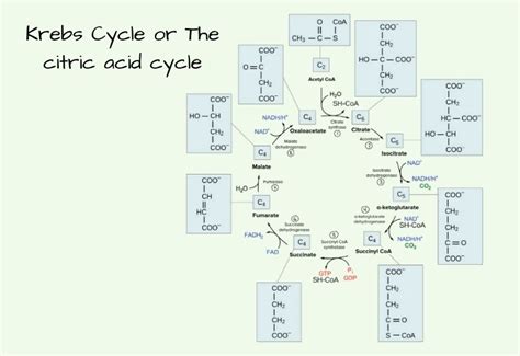 Krebs Cycle Definition, Steps, Products, Regulation. – Microbiology Notes