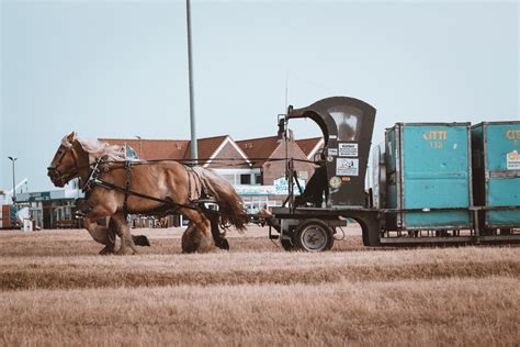 horse pulling wagon | RAINMAKER Consulting