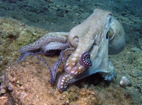 Red Sea Octopus | prilfish | Flickr