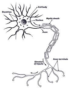 Alcoholic polyneuropathy - Wikipedia, the free encyclopedia