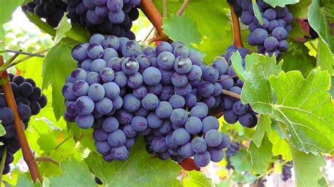 Blue Grapes, Fruit, Blue, Grape - Free image - 77376