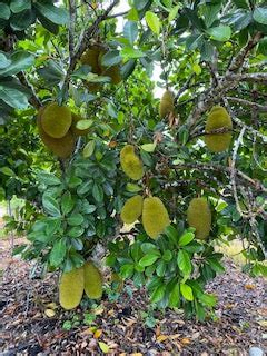 Dwarf Jackfruit Tree, J-31 Variety, Grafted for Sale, 2-3 feet tall, C – Everglades Farm