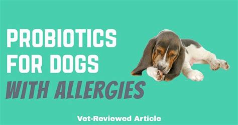 Probiotics for Dogs with Allergies: Vet-Reviewed Article - Dog Endorsed