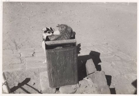 A cat and a dog, survivors of the earthquake in Quetta in 1935 | Online ...