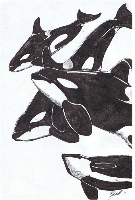 Orca Pod by Wetherdog on DeviantArt