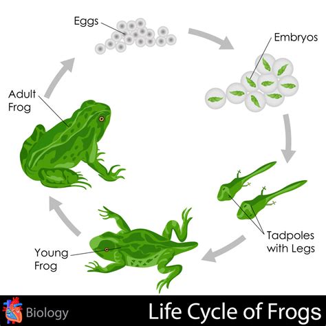 Life Cycle of Frogs - KidsPressMagazine.com