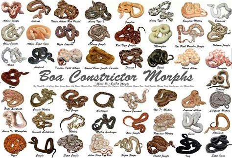 Boa morphs | Boas | Pinterest | Originals and Boas