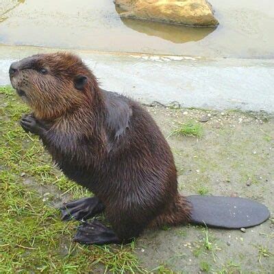 Castor | Animals beautiful, Beaver, Mammals