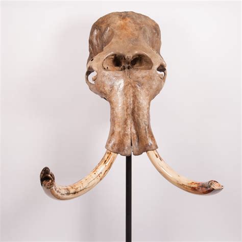 A Superb Skull with Tusks of a Female Woolly Mammoth - Mammuthus ...