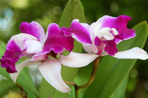 Cattelaya | Cattleya, Beautiful orchids, Flowers