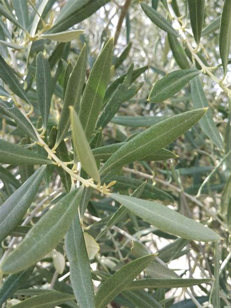 #ASAJA El olivar empieza a dejar el estado de invierno y las yemas, hasta ahora latentes ...