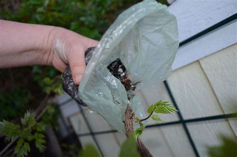 Air Layering for Propagating Wisteria | Air layering, Wisteria, Propagation