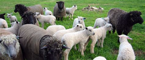 Wensleydale Sheep at Carlson Farm
