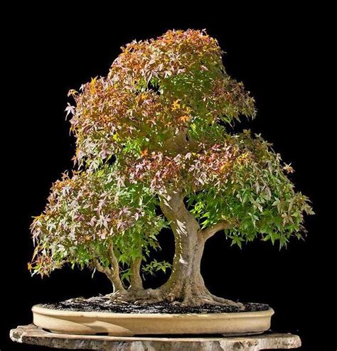 2230 best Mr. Miyagi images on Pinterest | Bonsai art, Bonsai trees and ...