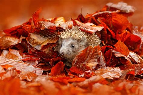 How to help hedgehogs in gardens | Real Homes