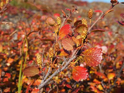 Tiny Birch | Dwarf Birch (Betula glandulosa) adds color to t… | Flickr