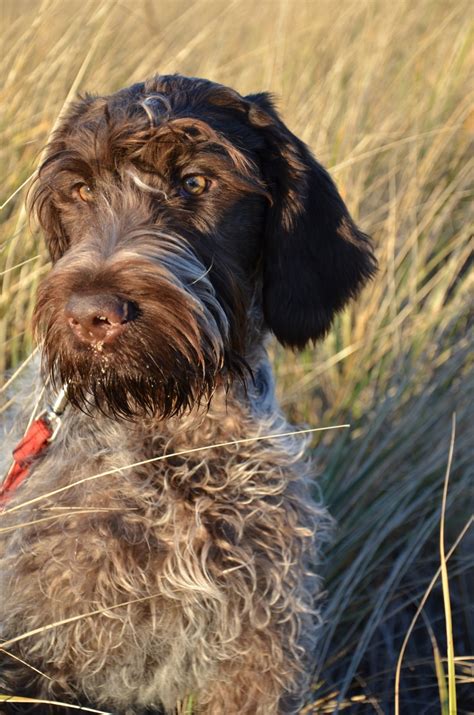 5 Things You Didn't Know About The Wirehaired Pointing Griffon – American Kennel Club