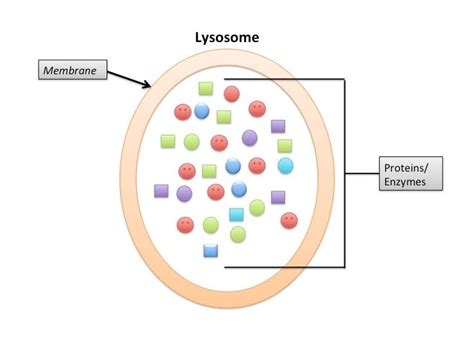 Fat Marker Predicts Cognitive Decline in People with HIV - Neuroscience ...