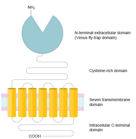 Metabotropic glutamate receptors | Abcam