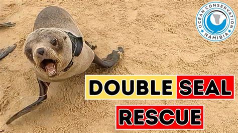 Double Seal Rescue - YouTube