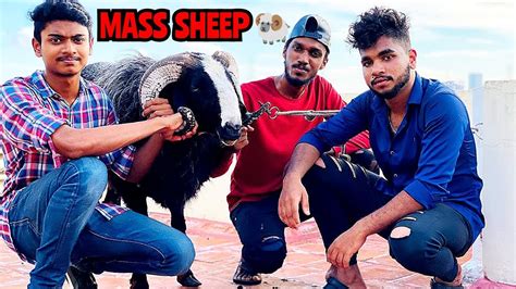 PLAYING WITH FIGHTING SHEEPS | MASS KARNATAKA SHEEP | CHENNAI | AFFAN ...