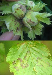 Hazelnut tree - Treatments, most common diseases and pests of this ...