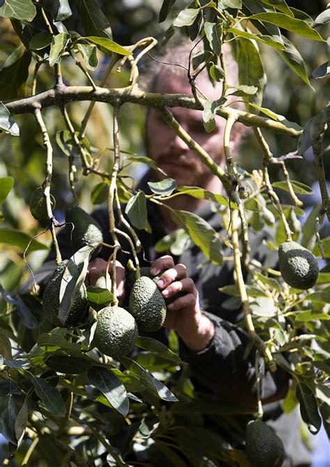 Just Avocados Harvesting decision tree - AvoWorks