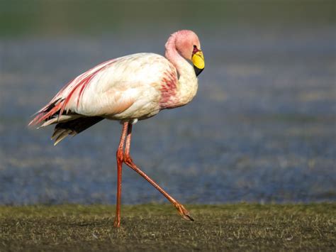 James's Flamingo - eBird