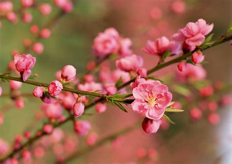 Cherry Blossom Wallpaper | Gallery Yopriceville - High-Quality Free ...