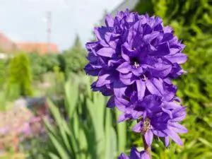 10 Different Types of Bellflower Varieties - Garden Lovers Club