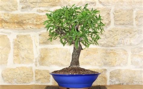 Bonsai Almond Tree: Cultivating Resilience in a Tiny Form