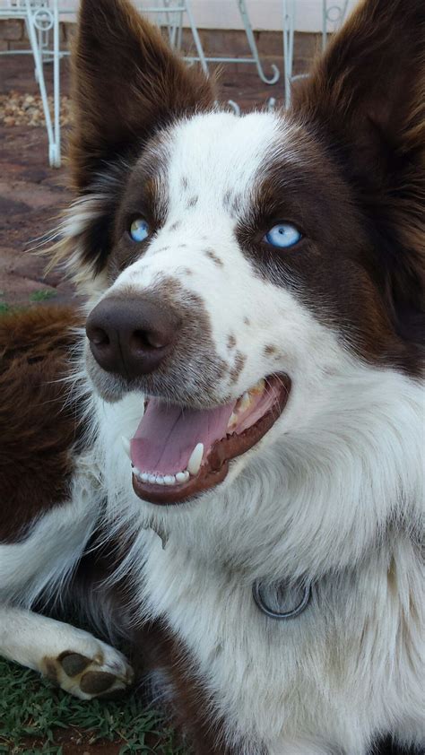 Red border collie blue eyes dog | Border collie blue eyes, Cute dogs and puppies, Cute dogs